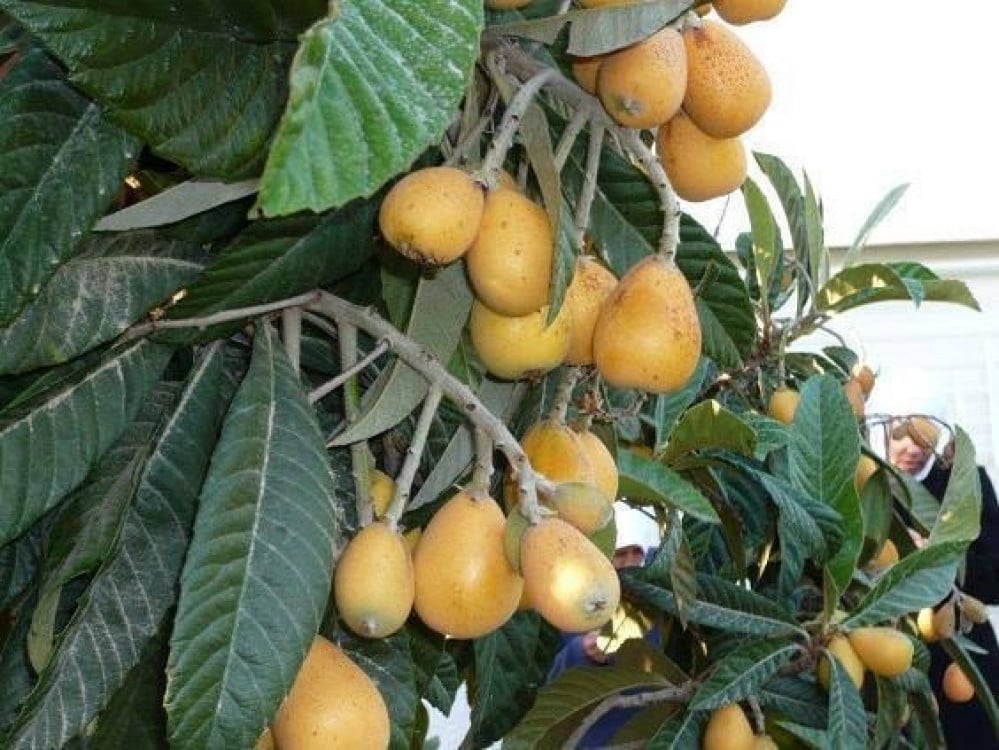 بذور فاكهة البشملة (Eriobotrya )