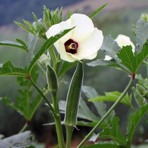 بذور الباميه ( Abelmoschus esculentus )