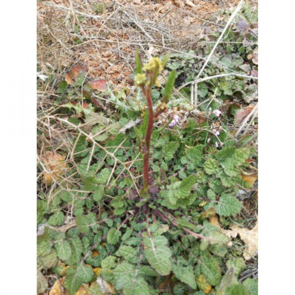 بذور عشبة الحرشاء ( Brassica tournefortii Gouan )