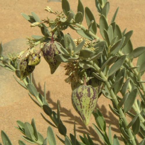 بذور الحرجل ( Solenostemma argel )