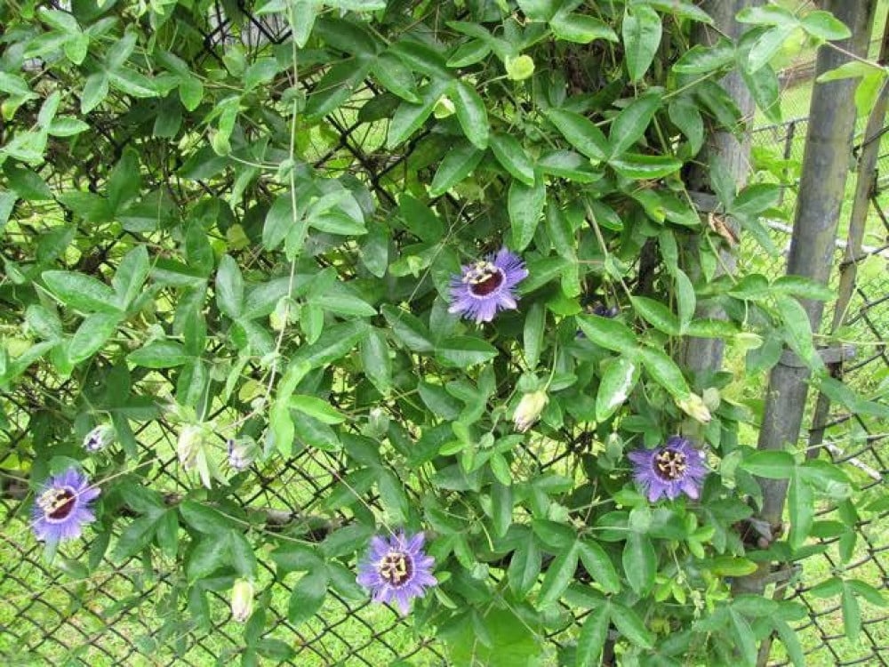 بذور زهرة متسلقة الساعة ( Passiflora caerulea )