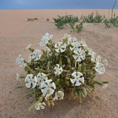 بذور عشبة التربة النفود ( silene villosa )
