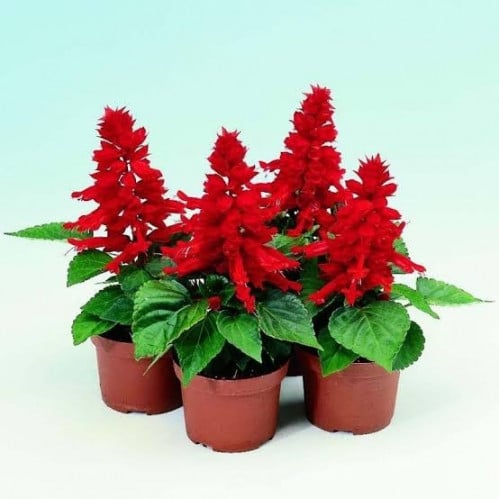 بذور زهرة سلفيا الحمراء ( Salvia splendens )