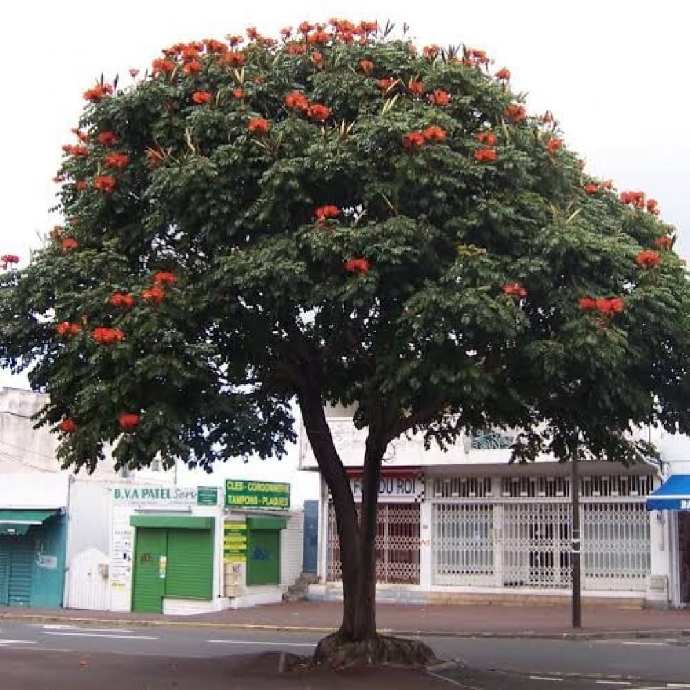 بذور شجرة الخزامى الافريقية (  Spathodea campanulata )