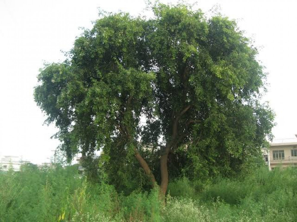 بذور شجرة السرسوع ( Dalbergia sissoo )
