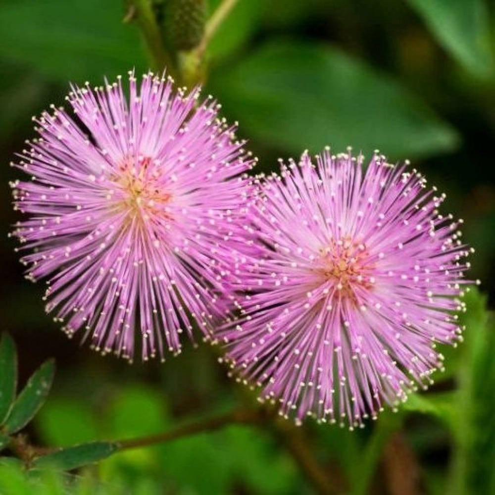 بذور ميموزا او الخجولة ( Mimosa pudica )