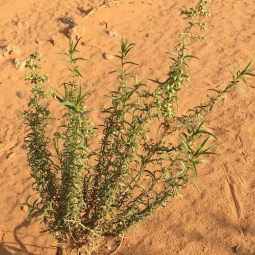 بذور شجرة العاذر - Artemisia monosperma