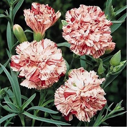 بذور قرنفل ( عملاق مخطط ) - ( Dianthus caryophyllu...