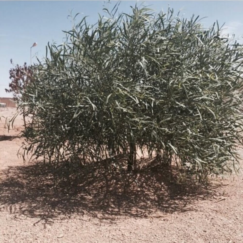 بذور شجرة السنط الملحي ( Acacia ampliceps )