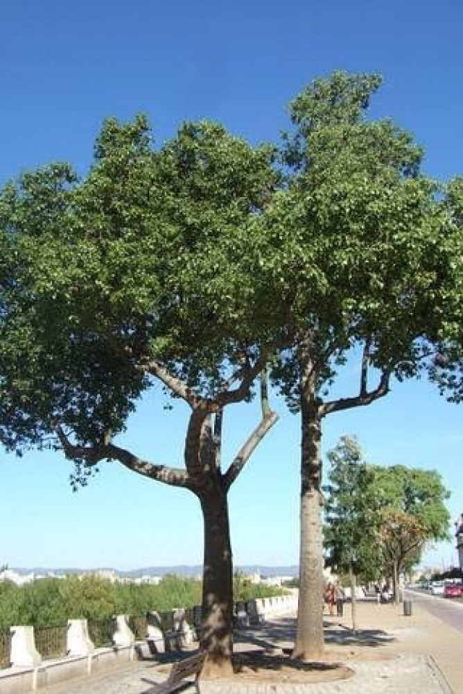 بذور شجرة إستركوليا مخمسة ( Brachychiton populneus )