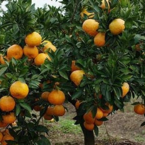 بذور فولكا مارينا ( Citrus Volkameriana )