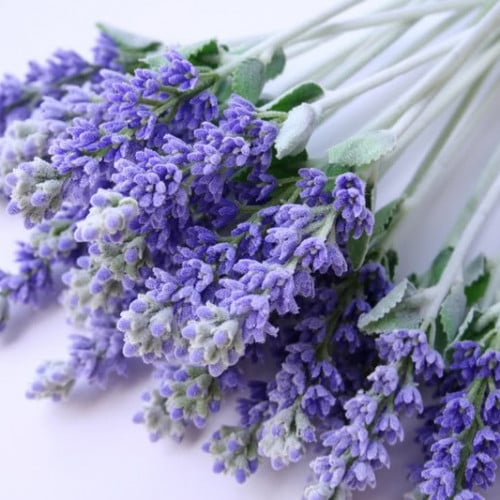 بذور الافندر ( Lavandula )