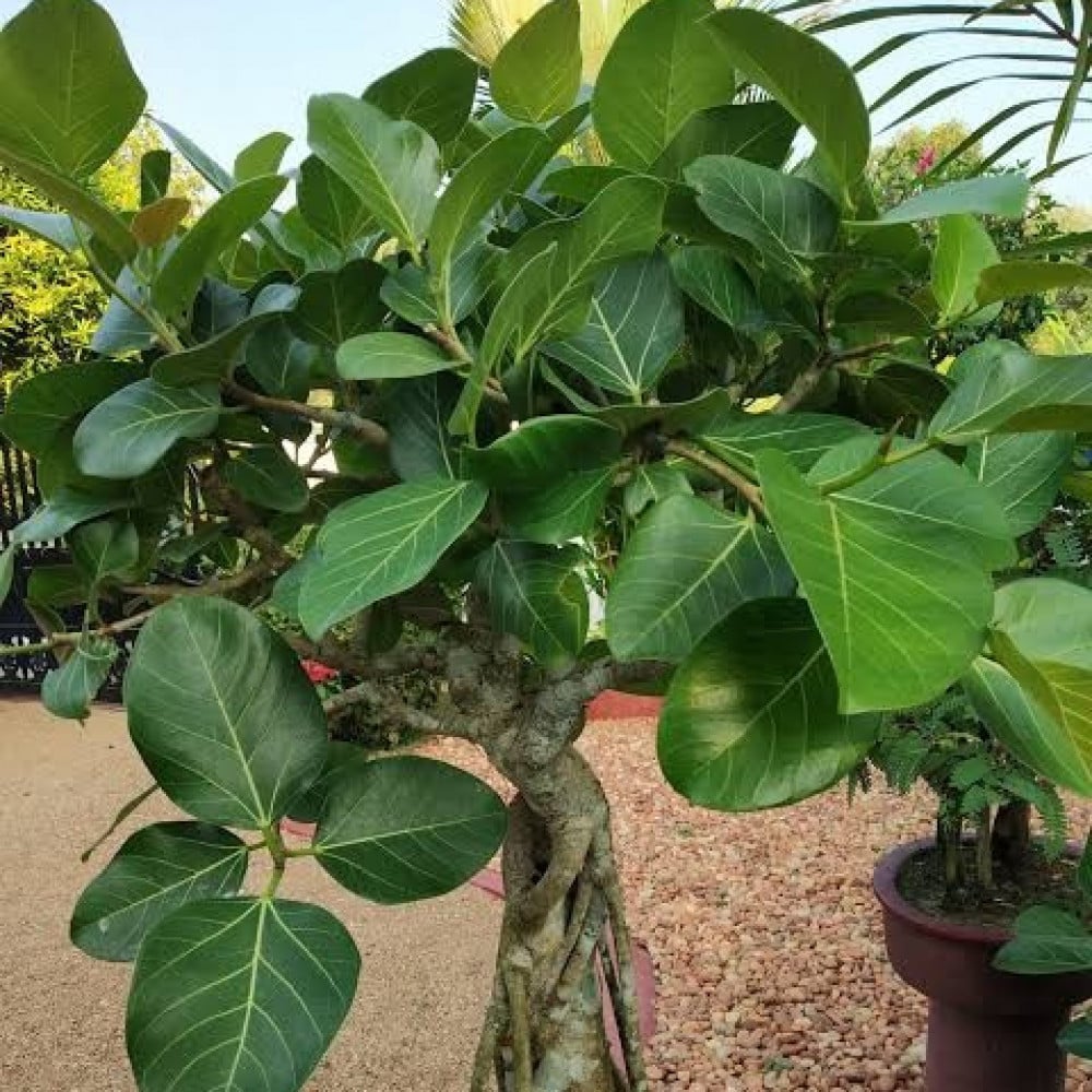بذور فيكس بنغالي ( Ficus benghalensis )