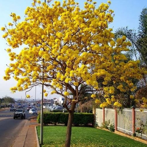 بذور شجرة التابوبيا الذهبية ( Tabebuia aurea )