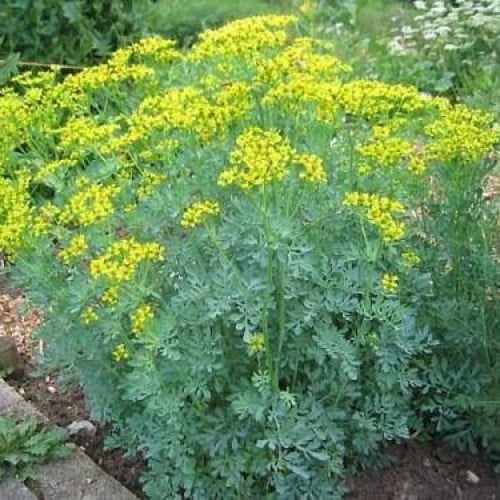 عشبة الشذاب ( Ruta graveolens )