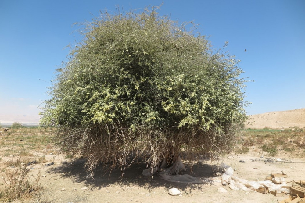 بذور شجرة السرح - (  Maerua crassifolia )