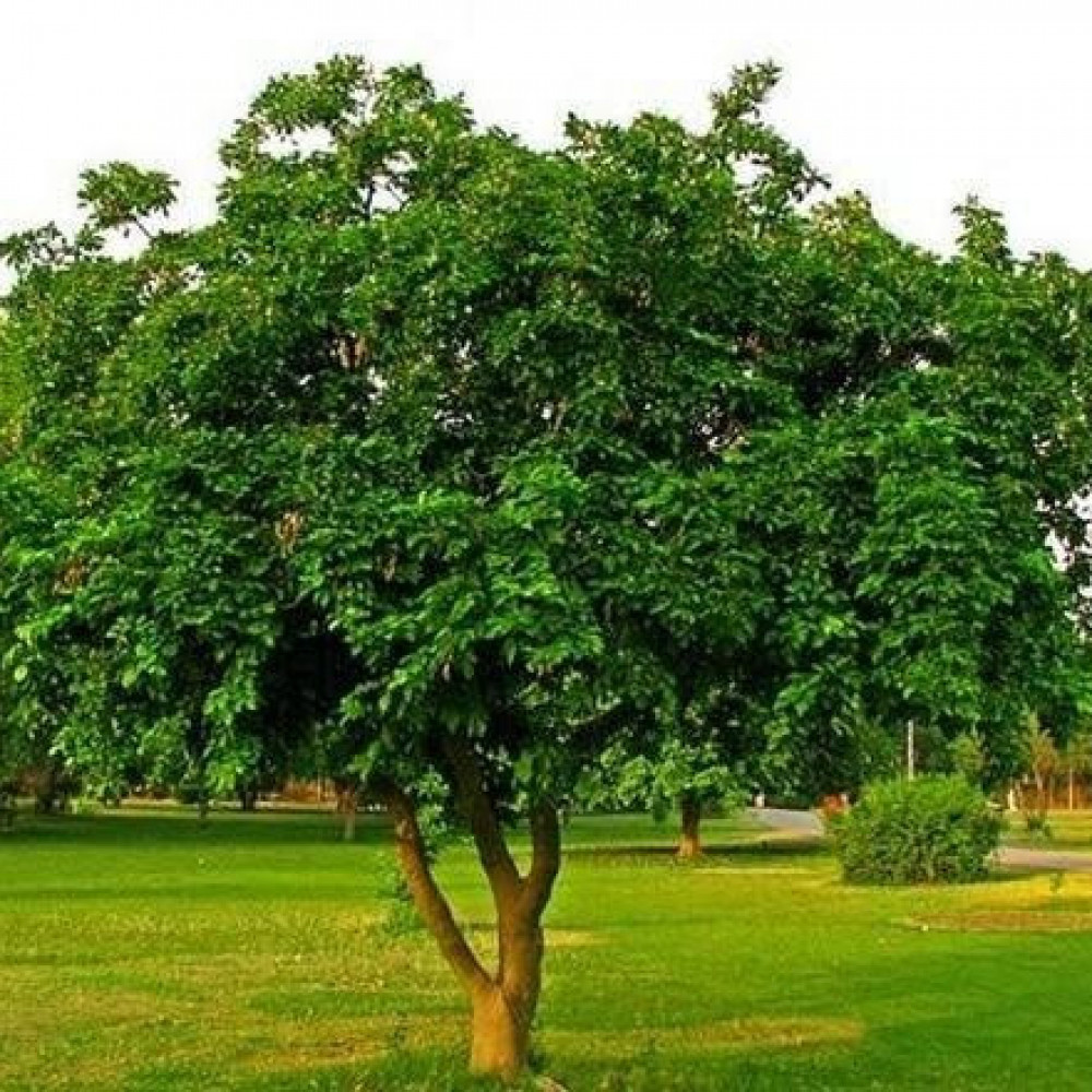 بذور شجرة بونجاميا ( Millettia pinnata )