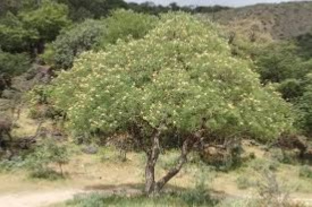بذور شجرة السرح - (  Maerua crassifolia )