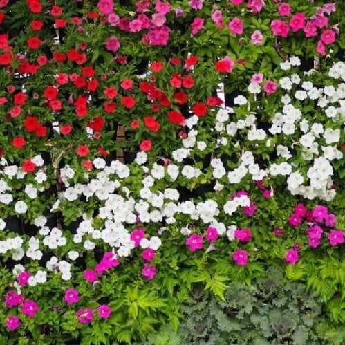 بذور زهرة البفته مخلوط ( Vinca Rosea )