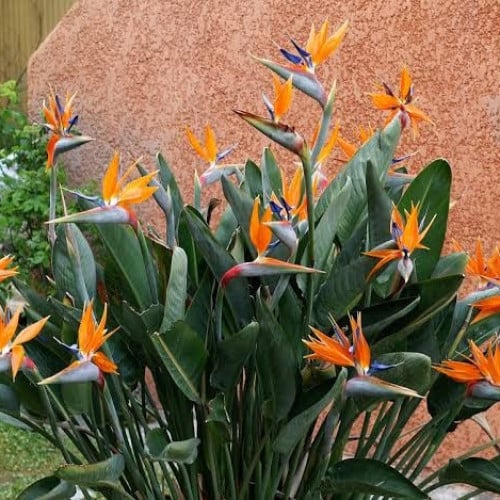 بذور عصفور الجنة الملكي ( Strelitzia reginae )