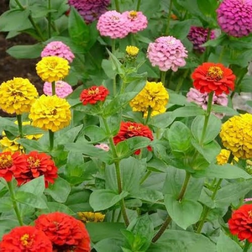 بذور زهرة الزينيا - ( Zinnia elegans )