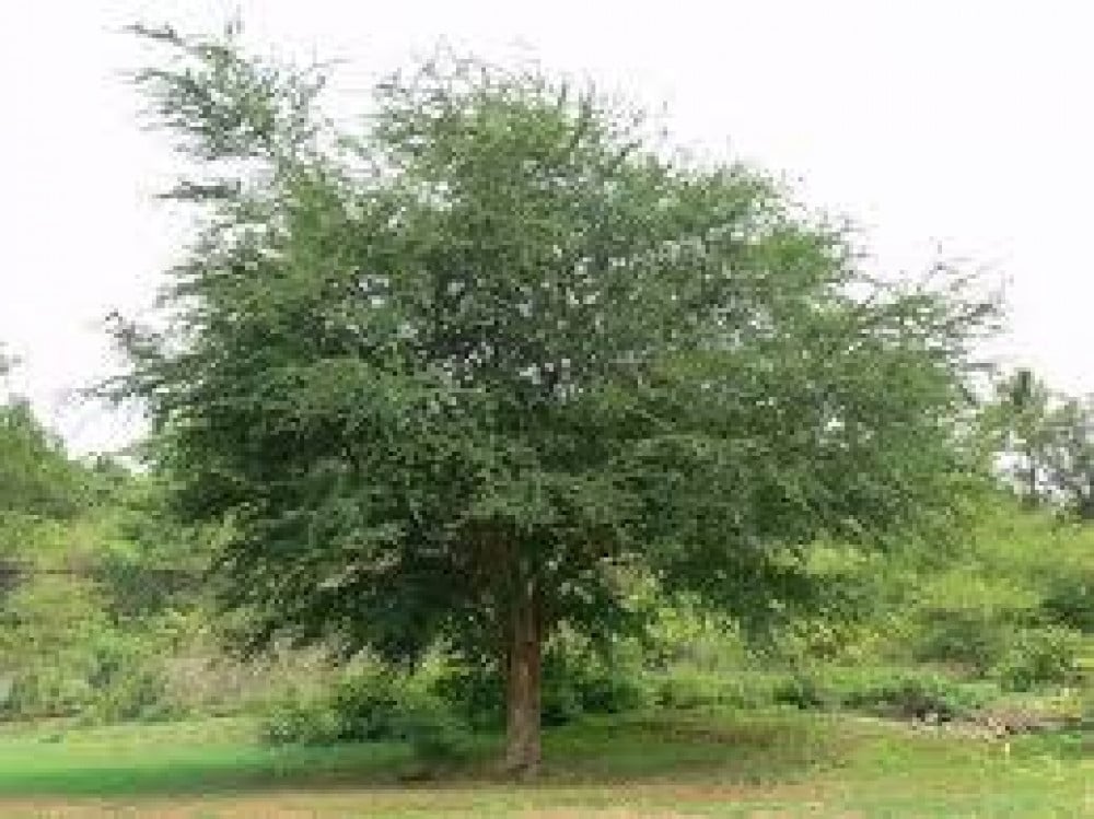 بذور شجرة اللوز الهندي ( Pithecellobium dulce  )