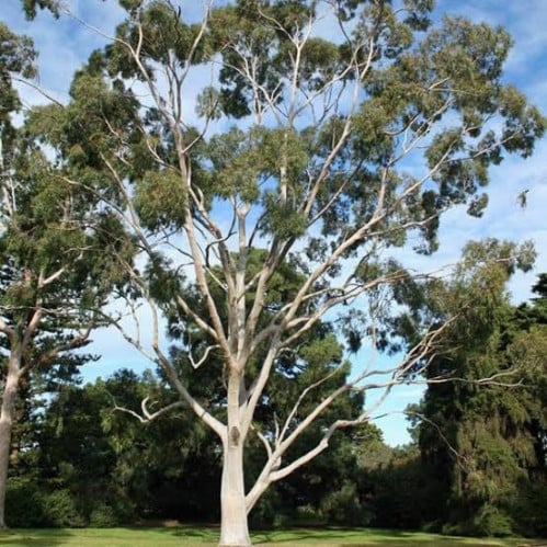 بذور شجرة الكين الليموني ( Corymbia citriodora )