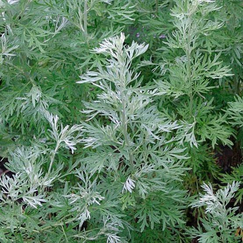 بذور عشبة البعيثران ( Artemisia Judaica )