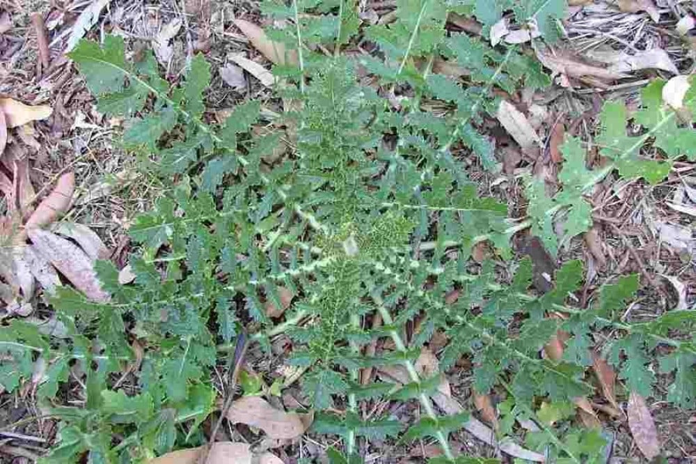 بذور عشبة الحرشاء ( Brassica tournefortii Gouan )