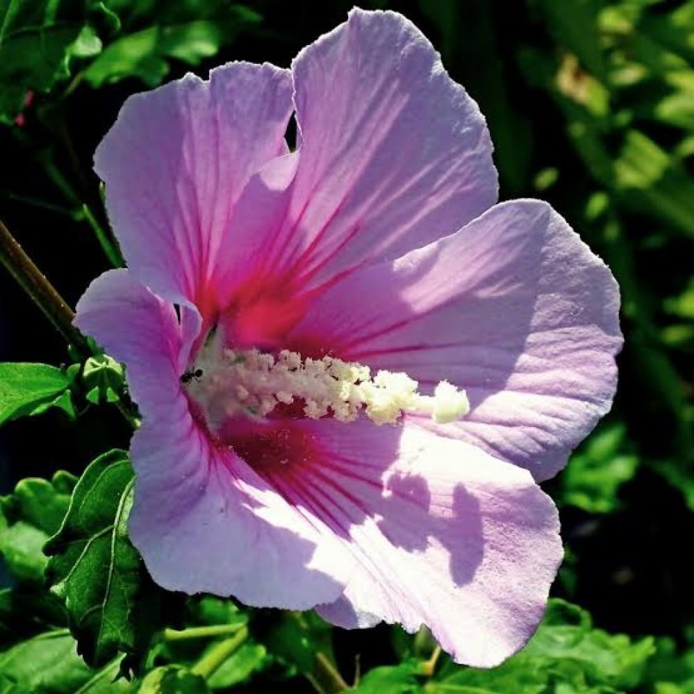 بذور زهرة الخطمي مخلوط ( Hibiscus )