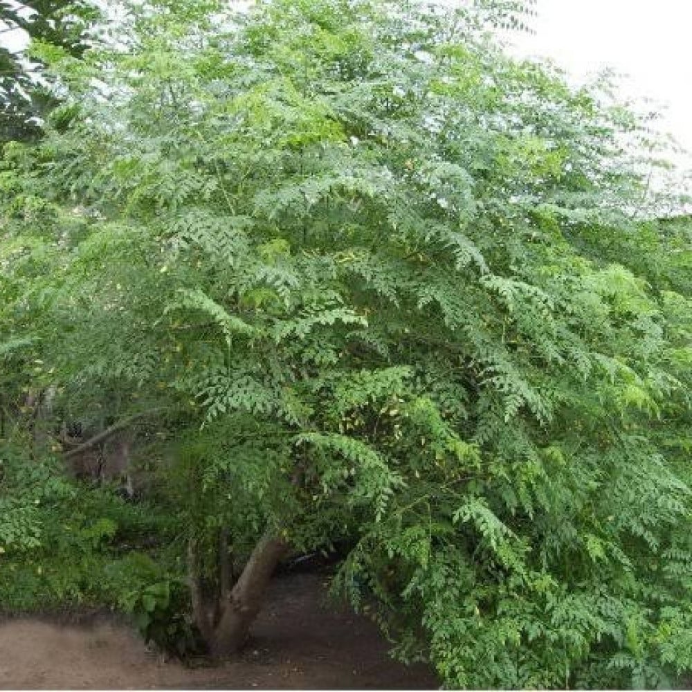شجرة المورينغا أوليفيرا