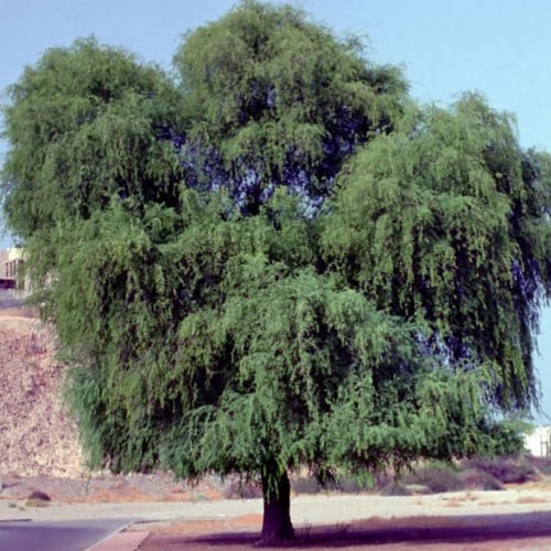 بذور شجرة الغاف الخليجي - ( Prosopis cineraria )