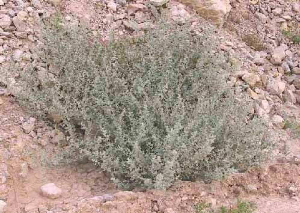بذور عشبة الشيح (  Artemisia Sieberi )
