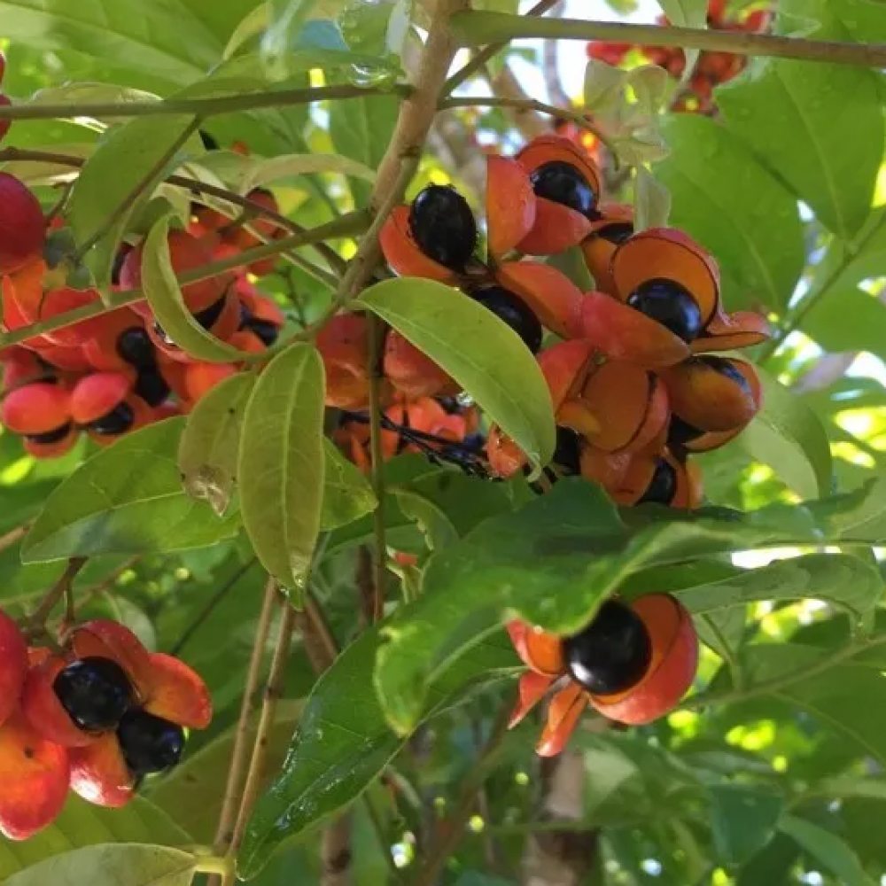 بذور شجرة هاربوليا - خشب التوليب ( Harpullia pendula )