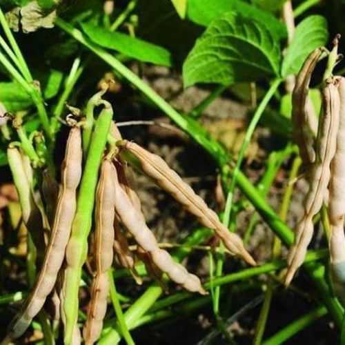 بذور فاصوليا بيضاء ( Phaseolus vulgaris )