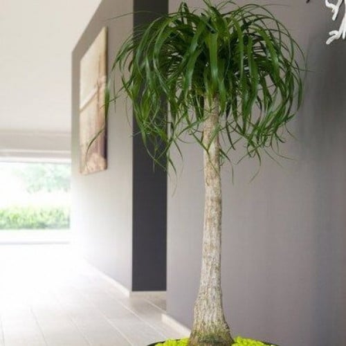 بذور الزلوعة رجل الفيل ( Beaucarnea recurvata )