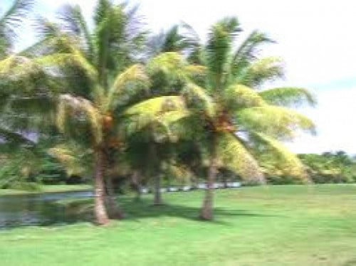 بذور نخيل السابال ذيل الطاوس (Sabal palmetto)