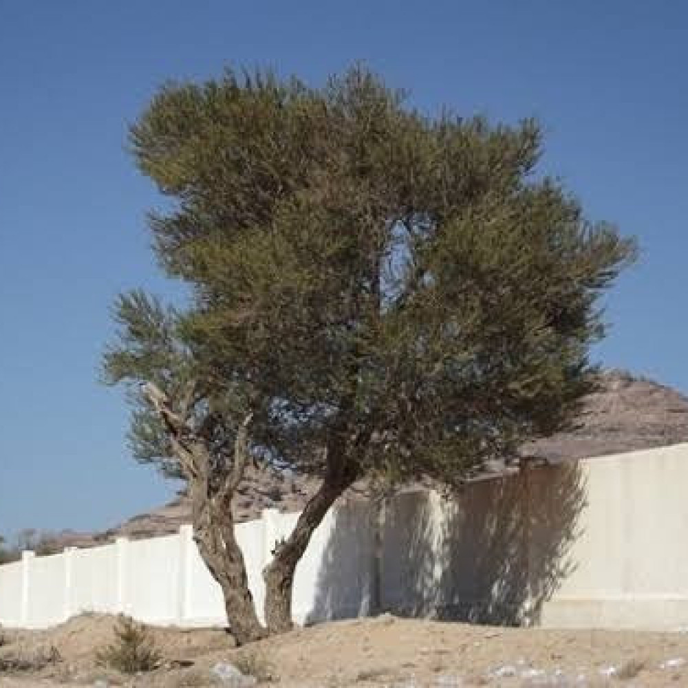 بذور شجرة القرض - Acacia arabica /Acacia nilotica