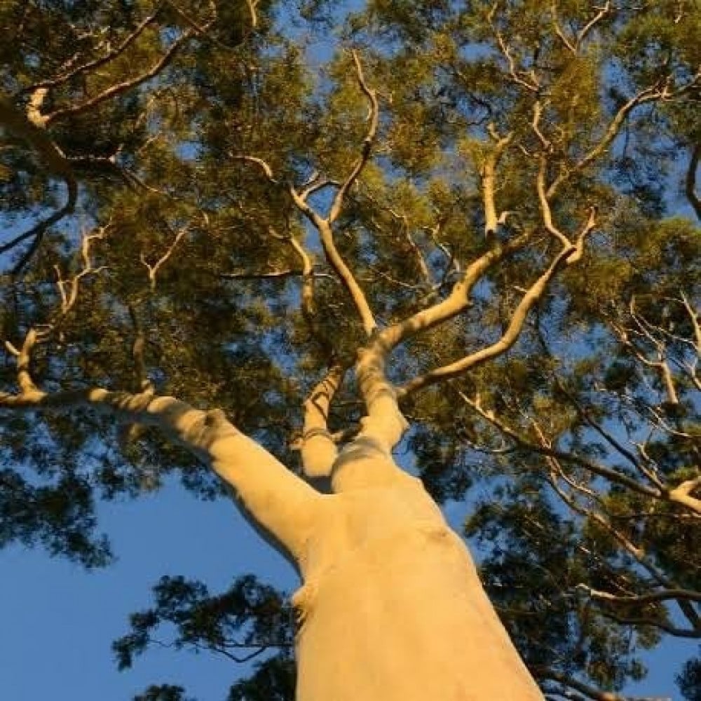 بذور شجرة الكين الليموني ( Corymbia citriodora )