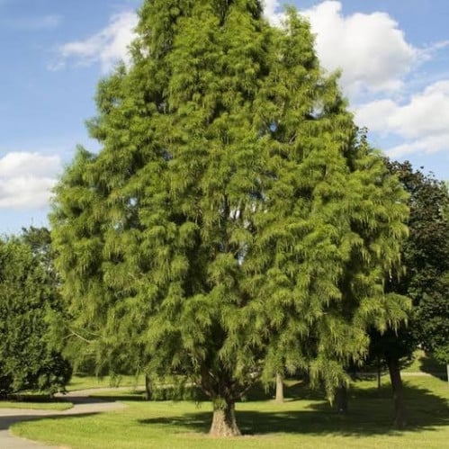 بذور شجرة تاكسوديم ( Taxodium Distichum )