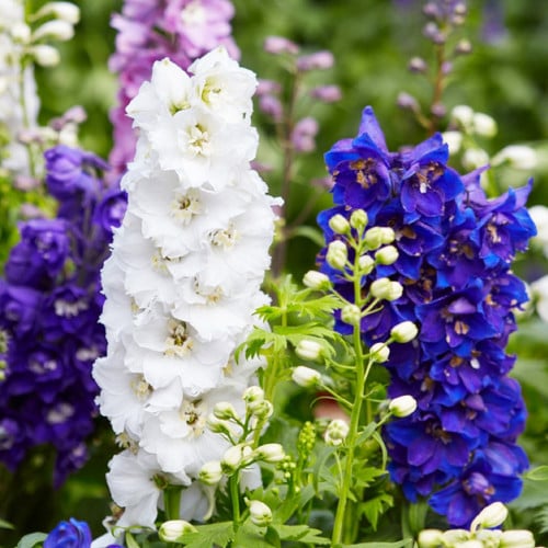 بذور زهرة الدلفينيوم ( العائق ) (Delphinium)