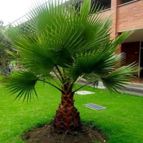 بذور نخيل واشنطوني ( Washingtonia )