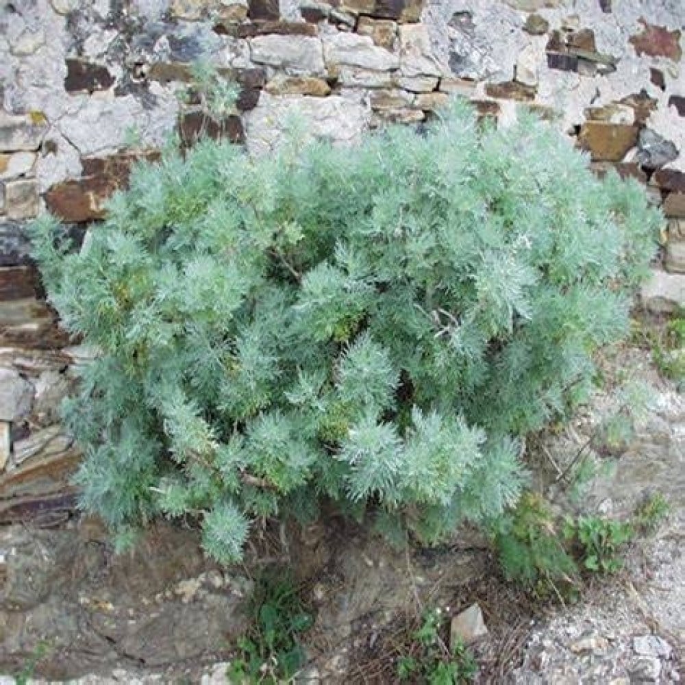 بذور عشبة البعيثران ( Artemisia Judaica )