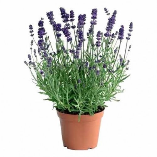 بذور اللافندر - الضرم البري ( Lavandula stoechas )