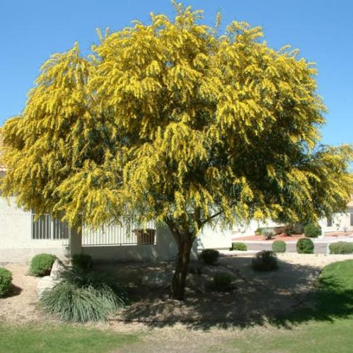 بذور الطلح الأسترالي ( Acacia saligna )