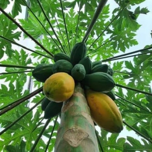 بذور البابايا التايلندية ( Carica papaya )