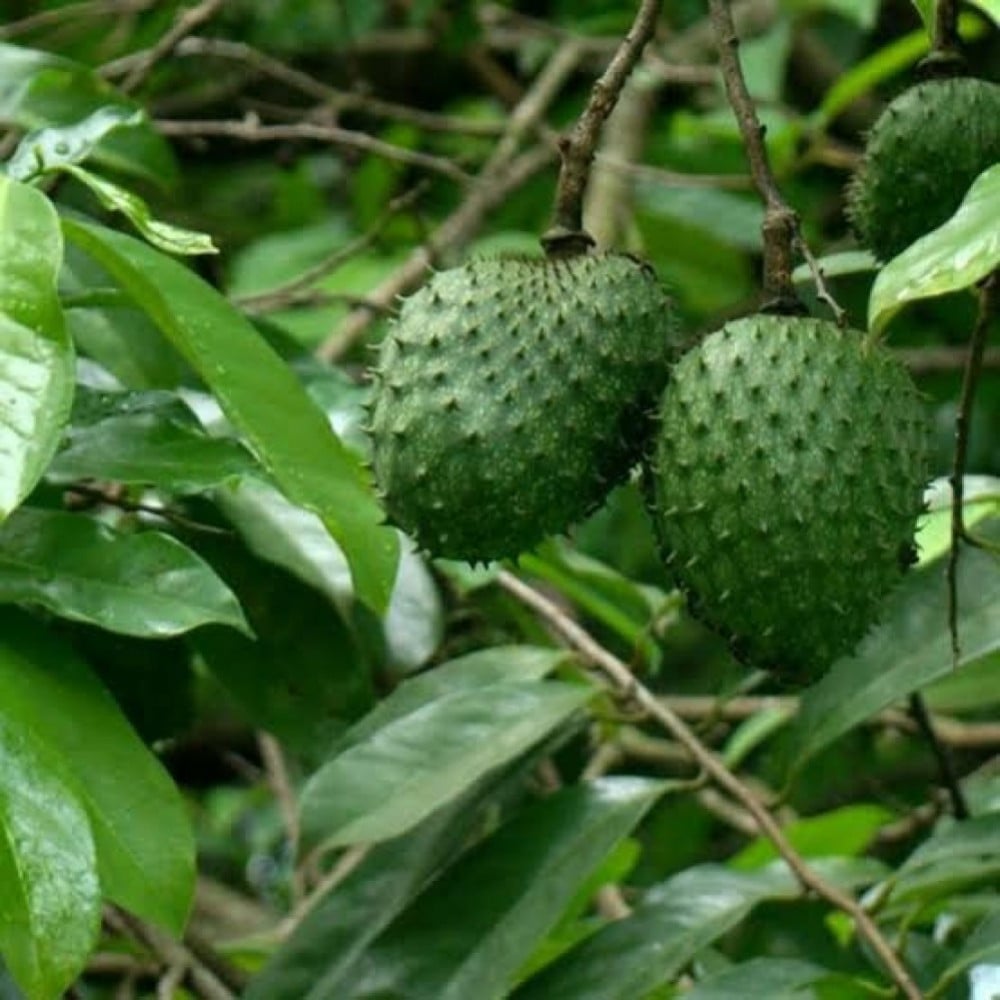 بذور فاكهة القشطة ( Annona sp )