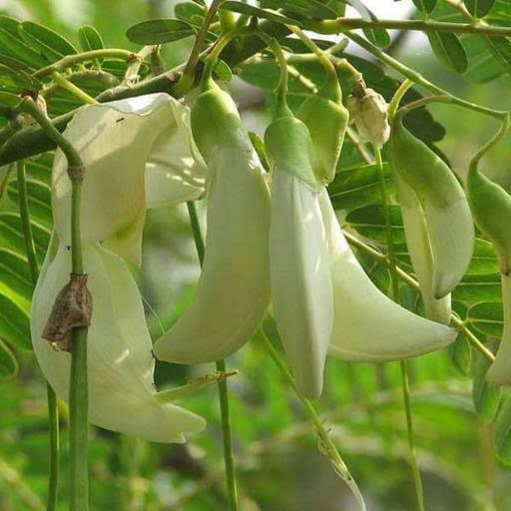 بذور شجرة السيسبان ( Sesbania grandiflora )