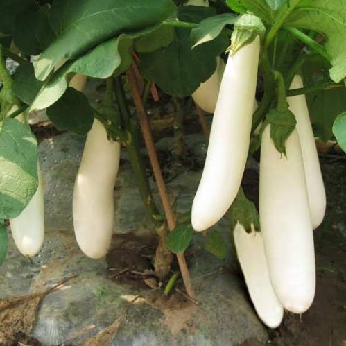 بذور باذنجان أبيض طويل ( Solanum melongena )