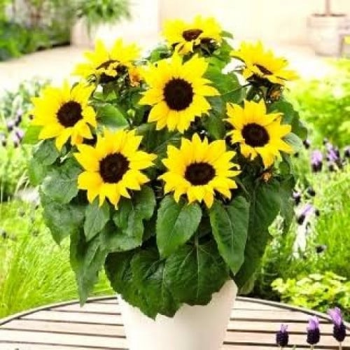 بذور دوار الشمس قزمي ( Helianthus annuus )